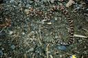 Milk Snake