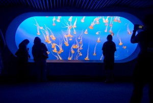 Jelly Fish tanks at the Monterey Bay Aquarium