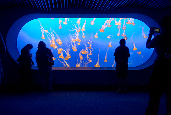 Jelly Fish tanks at the Monterey Bay Aquarium