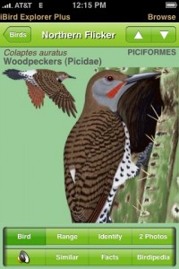 ibird1