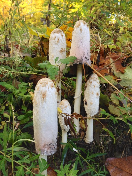 Shrooms